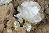 Plate of HUGE Herkimer Diamonds on Sparkling, Druzy Quartz #175393-3